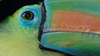Tukan