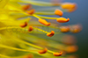 Stempel in Orange und Gelb