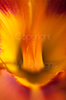 Blüte in Flammrot