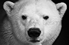 Eisbär