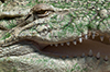 Krokodilzähne