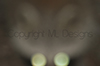 Racoon