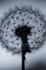 Windstille