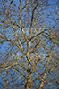 Baum nach dem Winter