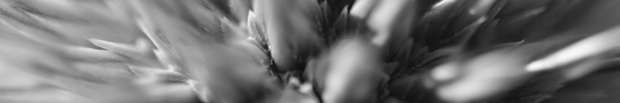 banner blüte