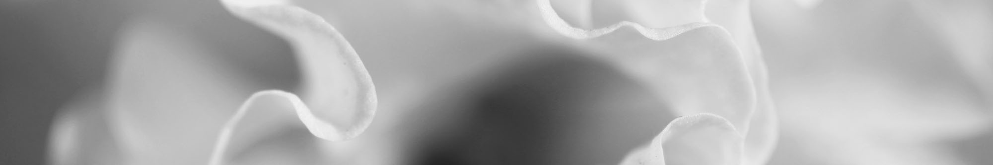 banner distel