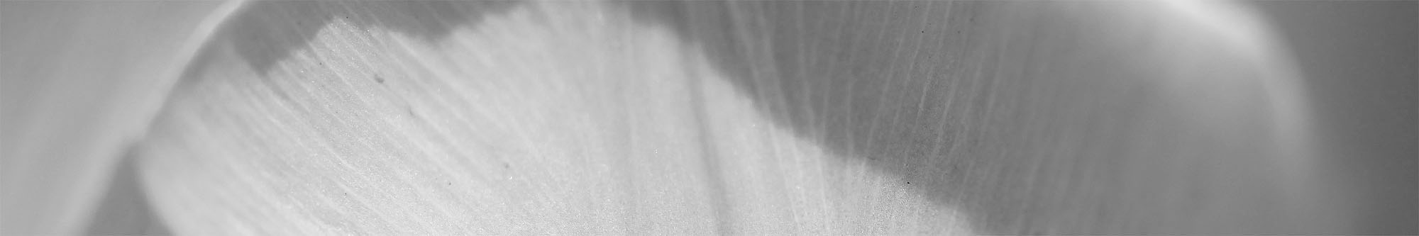 banner distel