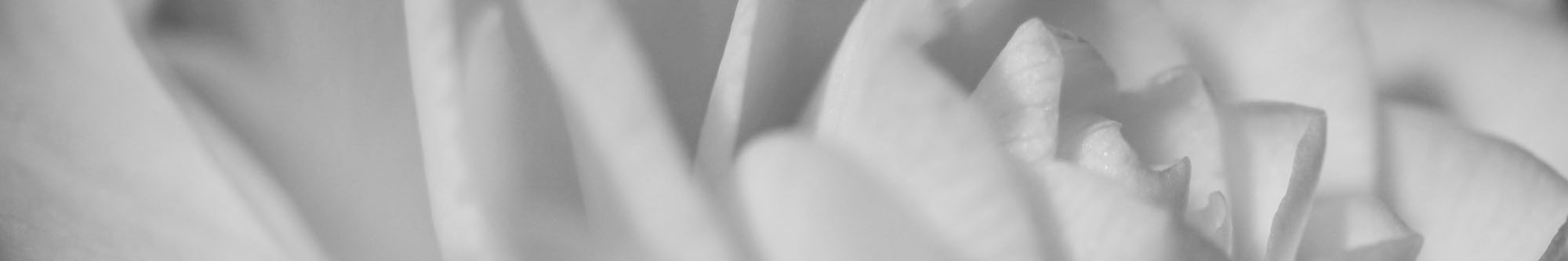 Blüte